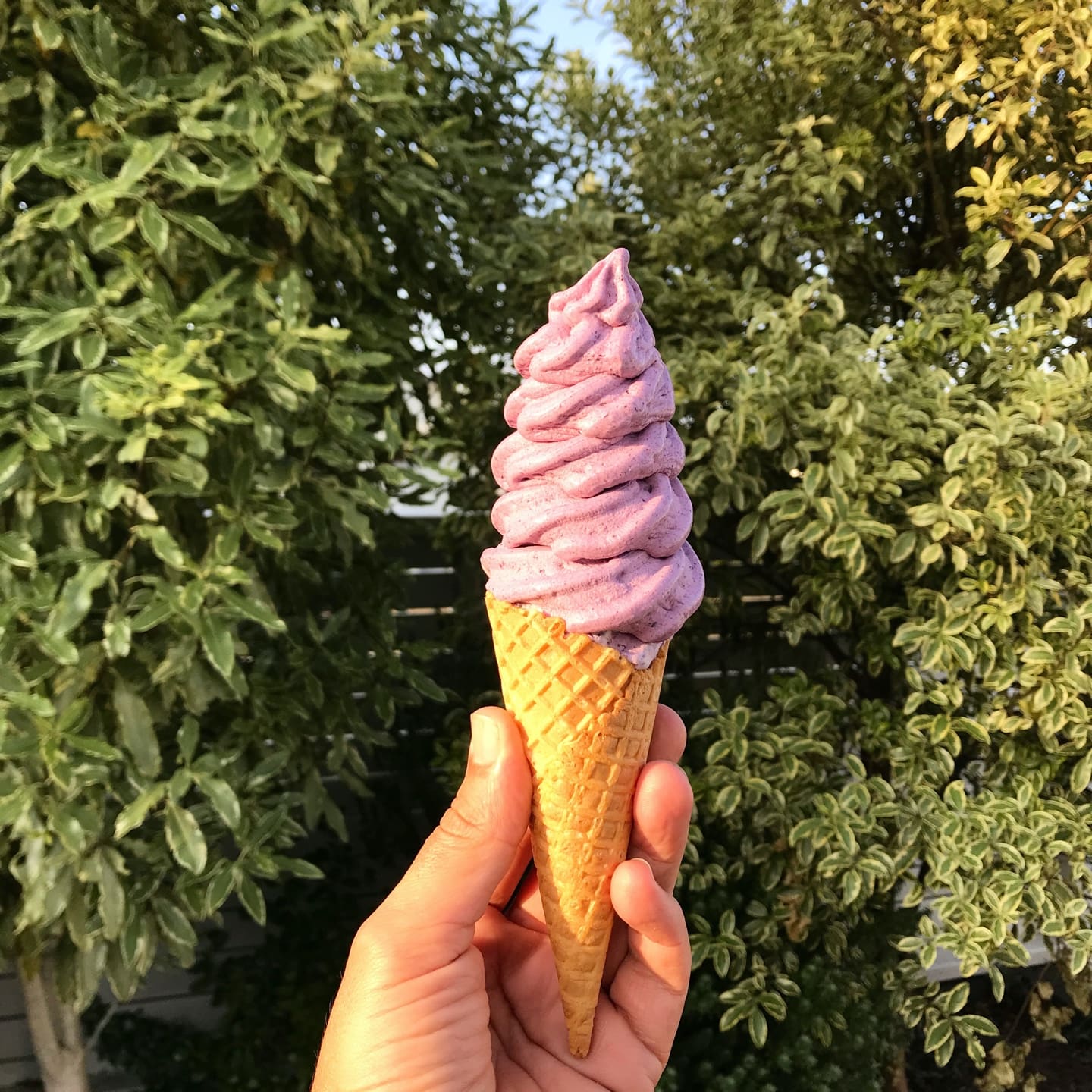 Real Fruit Ice Cream Auckland